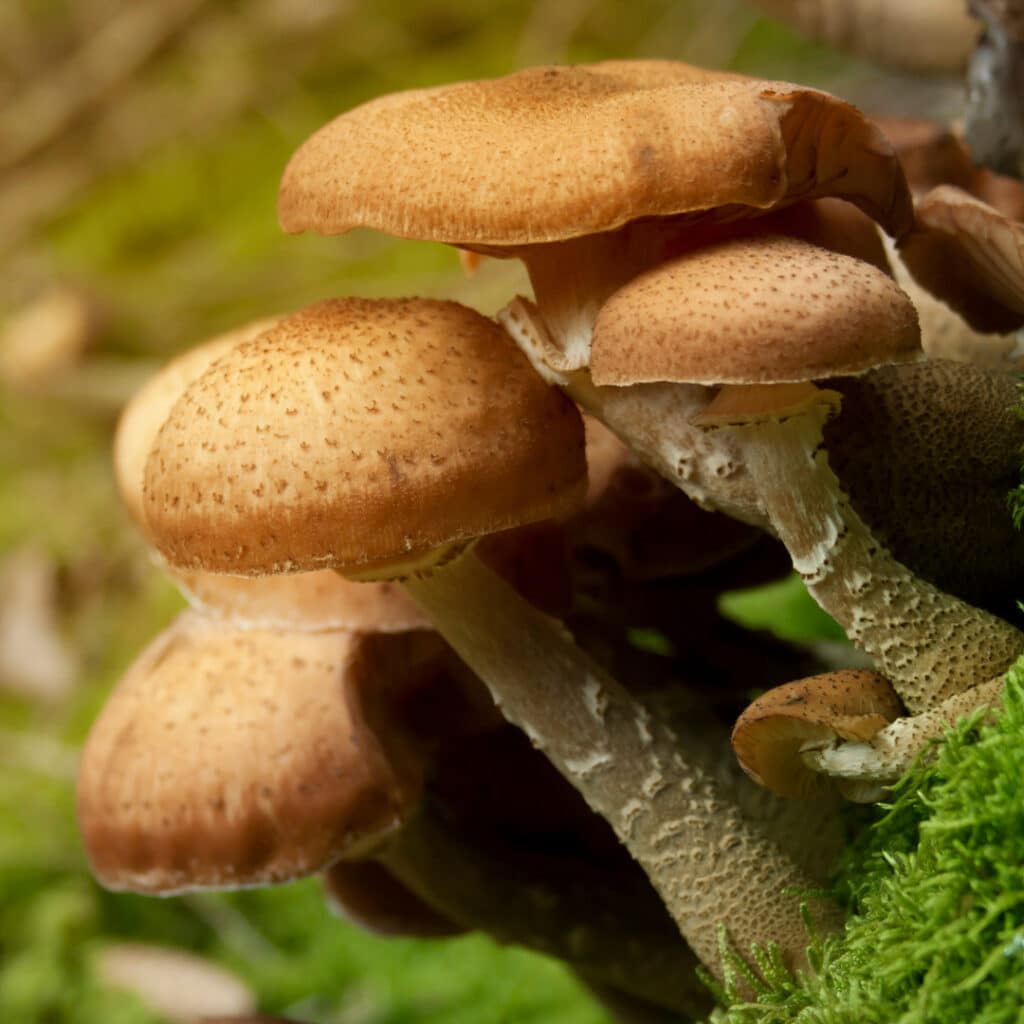 The world's largest organism is a fungus known as Armillaria solidipes, or honey fungus, found in the Pacific Northwest.