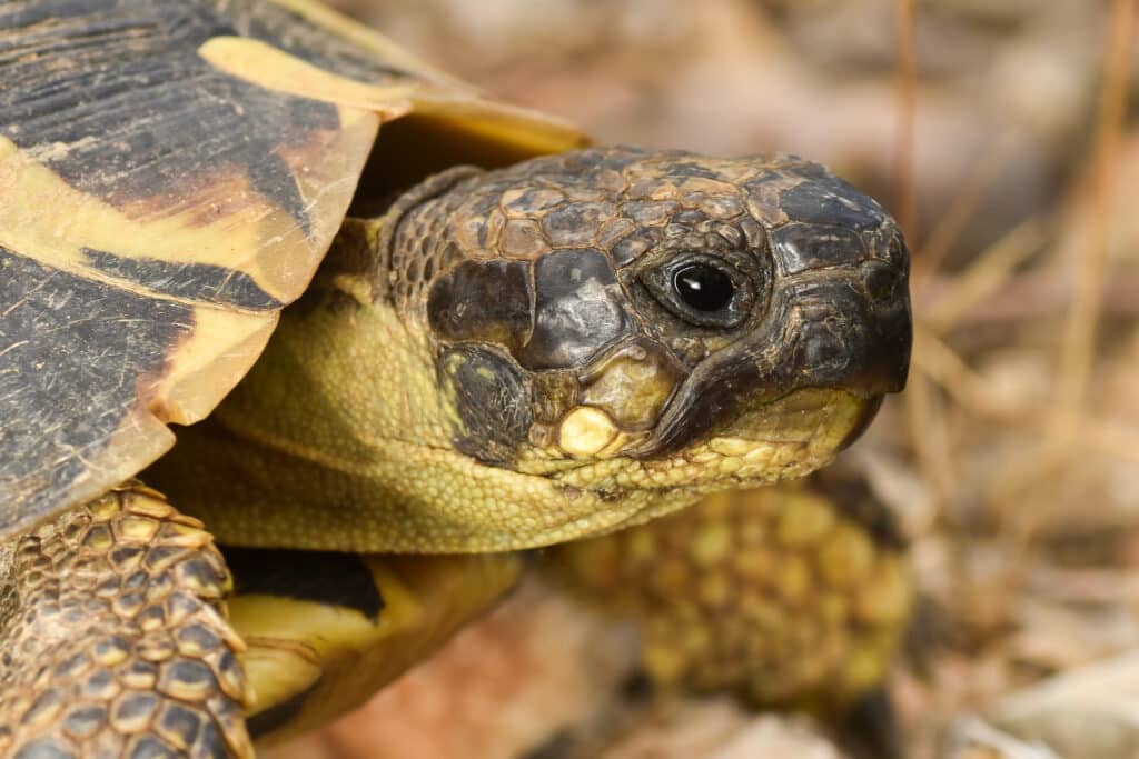Be an Ally to Turtles: How to Help Turtles in Ontario