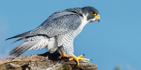 The Fastest Animal Alive: The Peregrine Falcon