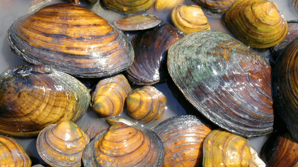 Mussels in Ontario