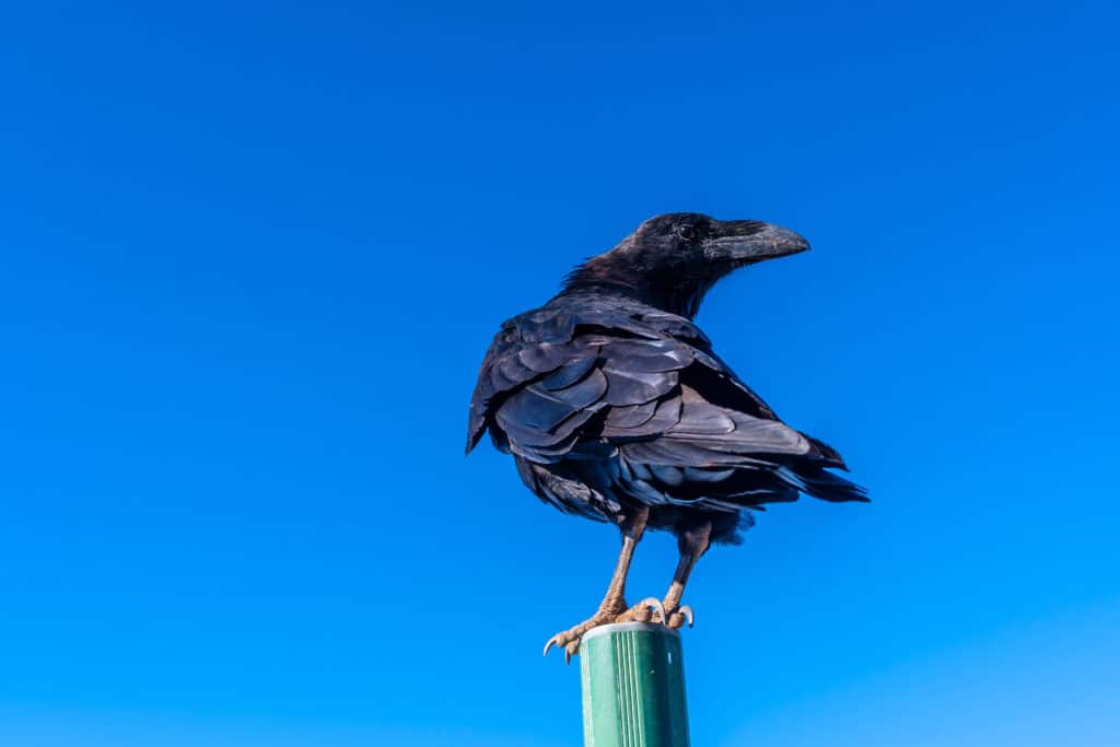 Intelligent Crows. A shot of an American crow