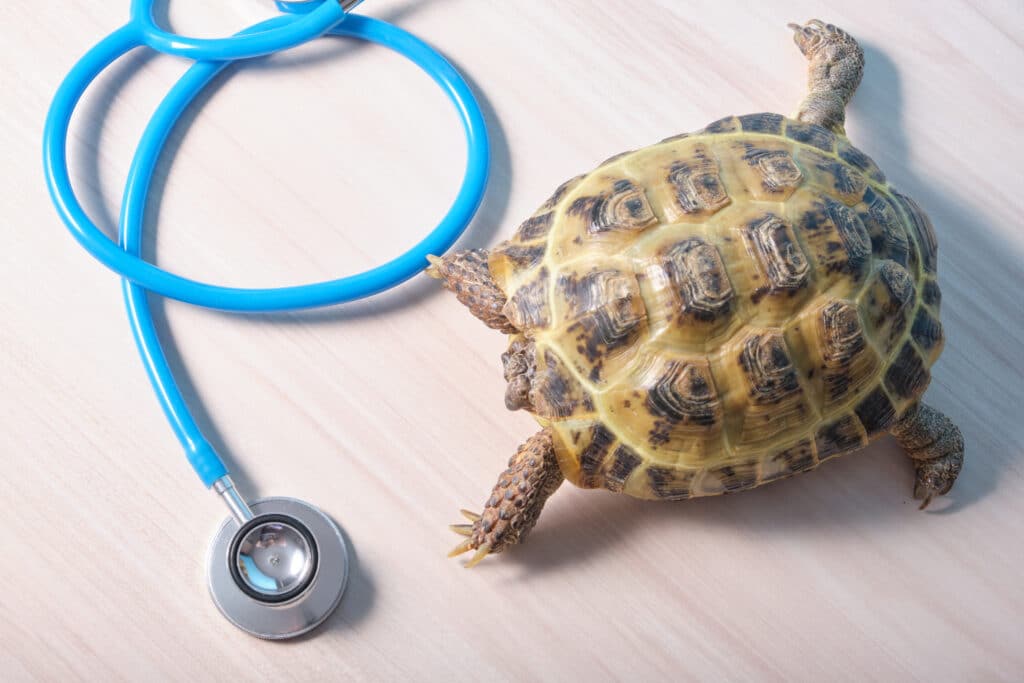 Turtles in Ontario. stethoscope and central asian land turtle on table blue background