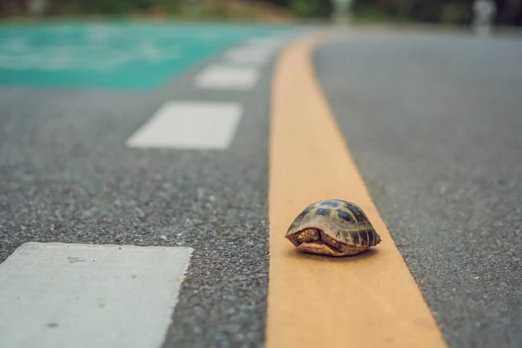 Turtles in Ontario. Turtle walking down a track for running in a concept of racing or getting to a goal no matter how long it takes.
