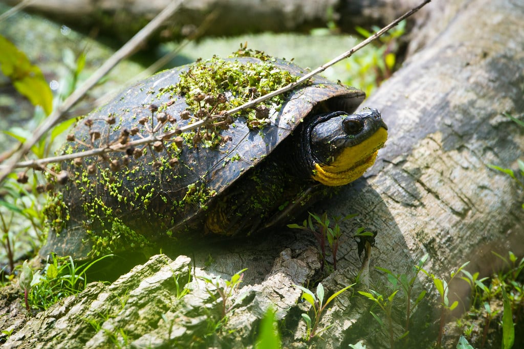 Blanding's Turtle low angle view.