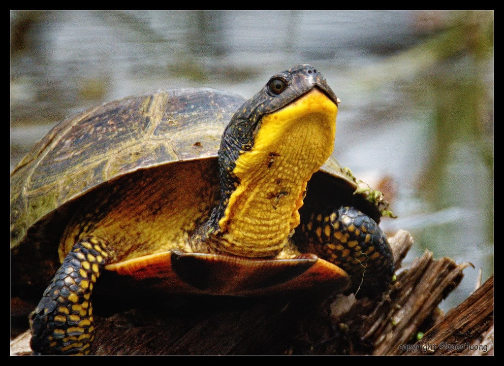 Blanding's Turtle close up.