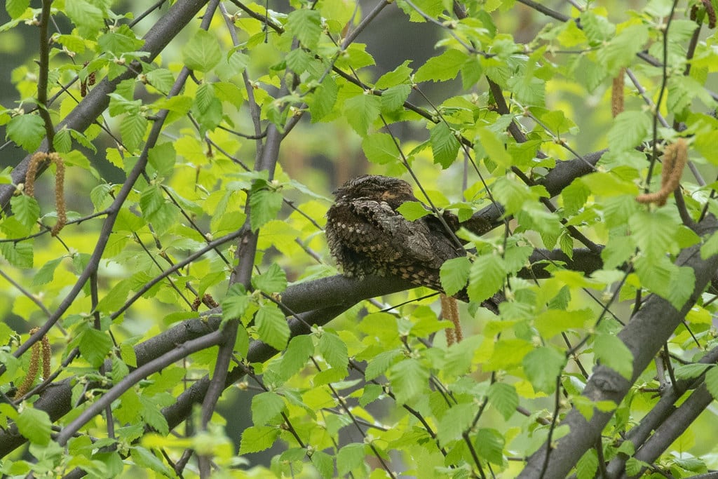 Eastern whip-poor-will sleeping on a tree.