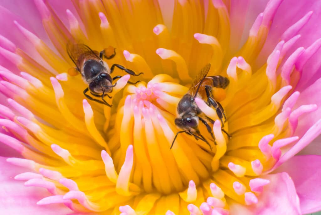 Did you know this about bees? Beautiful waterlily or lotus flower with bee.