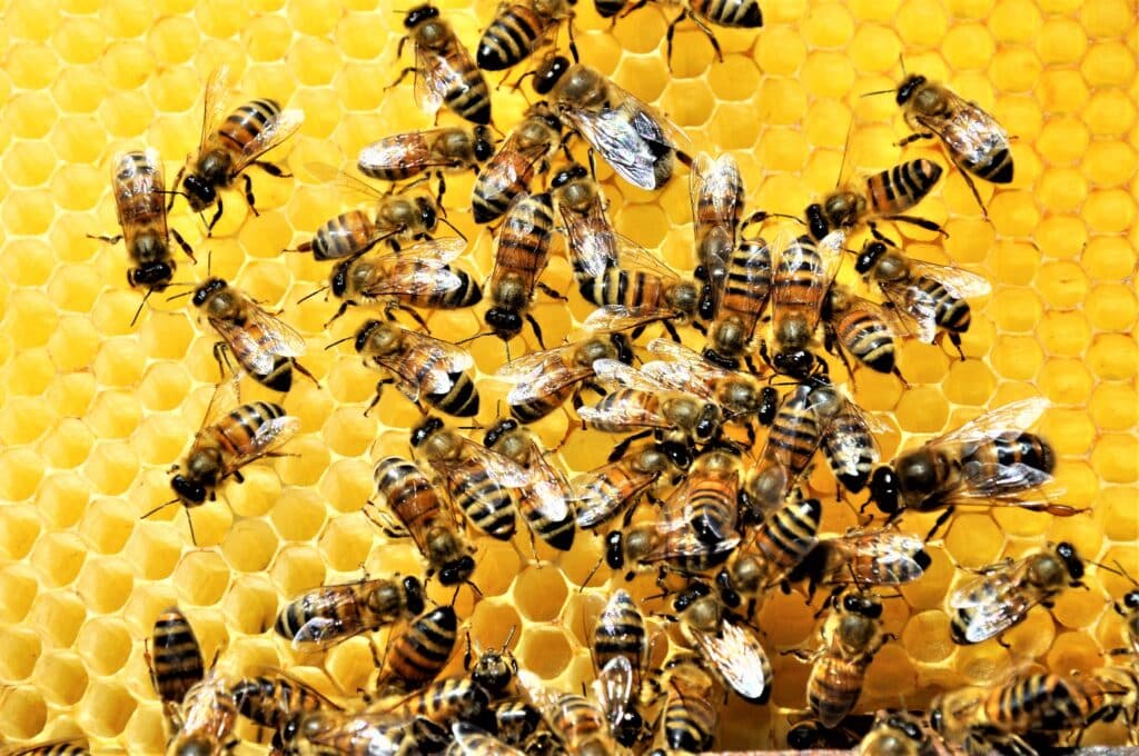 Did you know this about bees? A closeup shot of a group of bees creating a honeybee full of delicious honey