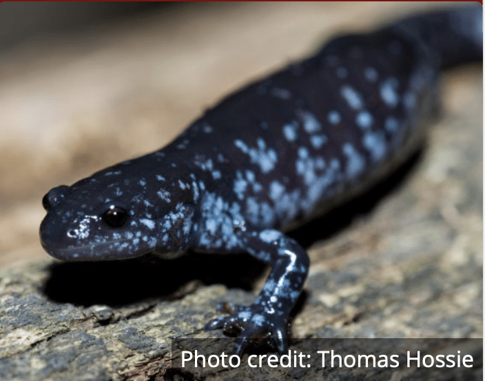 Salamander species at risk in Ontario. Blue Spotted Salamande close up.
