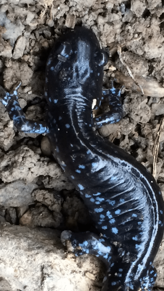 Salamander species at risk in Ontario. Blue Spotted Salamander.