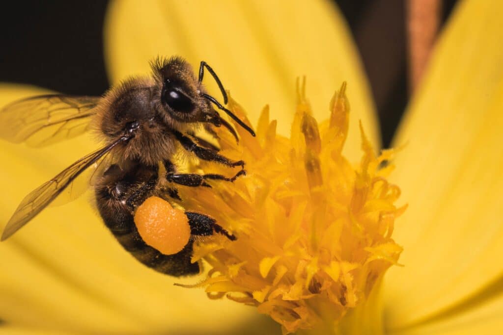 A macro shot of a bee with a full pollen basket, collecting pollen and nectar from a yellow flower